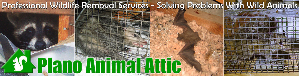 Plano Animal Attic